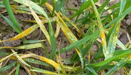 Yellow rust now reported in winter wheat across the UK